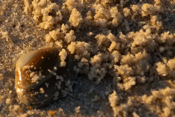 Bu, kumsalda yatan bir deniz tarağı kabuğunun resmi. Güneşin yansımasıyla parlayan güzel deniz kabuğu. Etrafı kumla kaplıydı. Kahverengi şeker gibi görünüyordu..