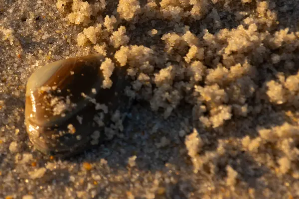 Bu, kumsalda yatan bir deniz tarağı kabuğunun resmi. Güneşin yansımasıyla parlayan güzel deniz kabuğu. Etrafı kumla kaplıydı. Kahverengi şeker gibi görünüyordu..