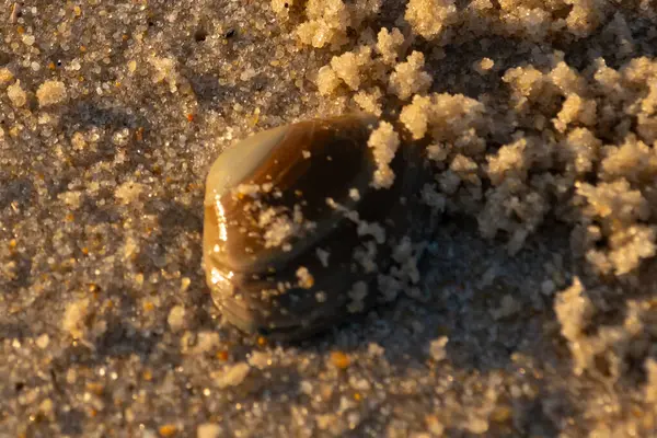 Bu, kumsalda yatan bir deniz tarağı kabuğunun resmi. Güneşin yansımasıyla parlayan güzel deniz kabuğu. Etrafı kumla kaplıydı. Kahverengi şeker gibi görünüyordu..