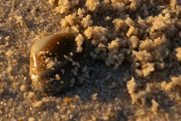 Bu, kumsalda yatan bir deniz tarağı kabuğunun resmi. Güneşin yansımasıyla parlayan güzel deniz kabuğu. Etrafı kumla kaplıydı. Kahverengi şeker gibi görünüyordu..