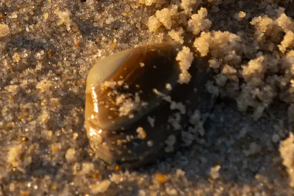 Bu, kumsalda yatan bir deniz tarağı kabuğunun resmi. Güneşin yansımasıyla parlayan güzel deniz kabuğu. Etrafı kumla kaplıydı. Kahverengi şeker gibi görünüyordu..