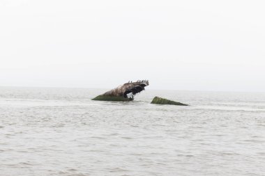 Bu parçalanmış gemi Cape May 'de Sunset Sahili açıklarında yatıyordu. Çift tepeli karabataklar için bir yaşam alanı olan bu batık gemi, Birinci Dünya Savaşı 'nda kullanılıyordu..
