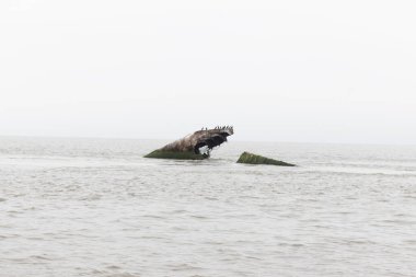 Bu parçalanmış gemi Cape May 'de Sunset Sahili açıklarında yatıyordu. Çift tepeli karabataklar için bir yaşam alanı olan bu batık gemi, Birinci Dünya Savaşı 'nda kullanılıyordu..
