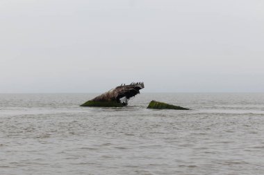 Bu parçalanmış gemi Cape May 'de Sunset Sahili açıklarında yatıyordu. Çift tepeli karabataklar için bir yaşam alanı olan bu batık gemi, Birinci Dünya Savaşı 'nda kullanılıyordu..