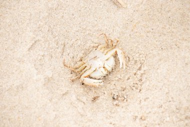 Bu zavallı yengeç sırt üstü sahile atıldı. Göbek yukarı bakıyor ve pençeler uzanıyor. Bu kabuklu deniz hayvanı, okyanusun gelgitlerinin içine attığı kum tanelerinin arasındaydı..