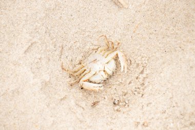Bu zavallı yengeç sırt üstü sahile atıldı. Göbek yukarı bakıyor ve pençeler uzanıyor. Bu kabuklu deniz hayvanı, okyanusun gelgitlerinin içine attığı kum tanelerinin arasındaydı..