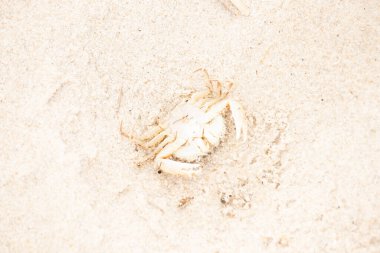 Bu zavallı yengeç sırt üstü sahile atıldı. Göbek yukarı bakıyor ve pençeler uzanıyor. Bu kabuklu deniz hayvanı, okyanusun gelgitlerinin içine attığı kum tanelerinin arasındaydı..