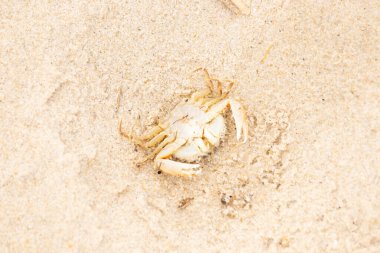 Bu zavallı yengeç sırt üstü sahile atıldı. Göbek yukarı bakıyor ve pençeler uzanıyor. Bu kabuklu deniz hayvanı, okyanusun gelgitlerinin içine attığı kum tanelerinin arasındaydı..