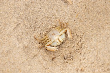 Bu zavallı yengeç sırt üstü sahile atıldı. Göbek yukarı bakıyor ve pençeler uzanıyor. Bu kabuklu deniz hayvanı, okyanusun gelgitlerinin içine attığı kum tanelerinin arasındaydı..