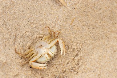 Bu zavallı yengeç sırt üstü sahile atıldı. Göbek yukarı bakıyor ve pençeler uzanıyor. Bu kabuklu deniz hayvanı, okyanusun gelgitlerinin içine attığı kum tanelerinin arasındaydı..