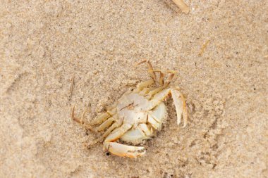 Bu zavallı yengeç sırt üstü sahile atıldı. Göbek yukarı bakıyor ve pençeler uzanıyor. Bu kabuklu deniz hayvanı, okyanusun gelgitlerinin içine attığı kum tanelerinin arasındaydı..