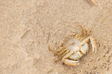 Bu zavallı yengeç sırt üstü sahile atıldı. Göbek yukarı bakıyor ve pençeler uzanıyor. Bu kabuklu deniz hayvanı, okyanusun gelgitlerinin içine attığı kum tanelerinin arasındaydı..