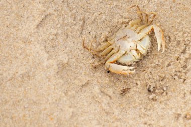 Bu zavallı yengeç sırt üstü sahile atıldı. Göbek yukarı bakıyor ve pençeler uzanıyor. Bu kabuklu deniz hayvanı, okyanusun gelgitlerinin içine attığı kum tanelerinin arasındaydı..
