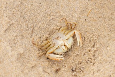 Bu zavallı yengeç sırt üstü sahile atıldı. Göbek yukarı bakıyor ve pençeler uzanıyor. Bu kabuklu deniz hayvanı, okyanusun gelgitlerinin içine attığı kum tanelerinin arasındaydı..