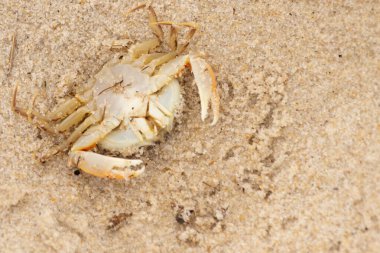 Bu zavallı yengeç sırt üstü sahile atıldı. Göbek yukarı bakıyor ve pençeler uzanıyor. Bu kabuklu deniz hayvanı, okyanusun gelgitlerinin içine attığı kum tanelerinin arasındaydı..