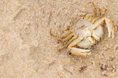 Bu zavallı yengeç sırt üstü sahile atıldı. Göbek yukarı bakıyor ve pençeler uzanıyor. Bu kabuklu deniz hayvanı, okyanusun gelgitlerinin içine attığı kum tanelerinin arasındaydı..