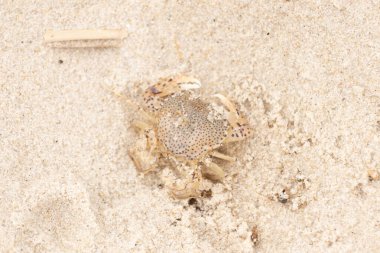 Bu küçük yengeç okyanusun gelgitleri tarafından sürüklendikten sonra sahilde yatıyordu. Kabuklu deniz hayvanı dövülmekten kıpırdamadan yatıyordu. Kahverengi kum taneleri etrafa saçılmış..