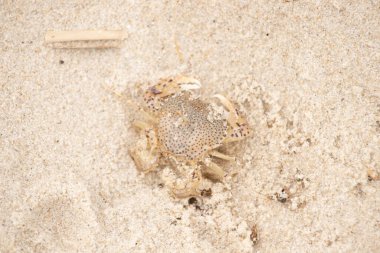 Bu küçük yengeç okyanusun gelgitleri tarafından sürüklendikten sonra sahilde yatıyordu. Kabuklu deniz hayvanı dövülmekten kıpırdamadan yatıyordu. Kahverengi kum taneleri etrafa saçılmış..