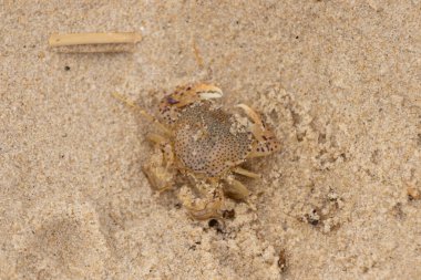 Bu küçük yengeç okyanusun gelgitleri tarafından sürüklendikten sonra sahilde yatıyordu. Kabuklu deniz hayvanı dövülmekten kıpırdamadan yatıyordu. Kahverengi kum taneleri etrafa saçılmış..