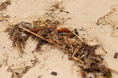Tüm bu deniz enkazı sahile saçılmıştı. Seagrass, sazlıklar ve enik yumurtası büyük bir yığın içinde yatıyordu. Bunların hepsi küçük kahverengi kum taneleri arasında. Hepsi okyanusun gelgitleriyle karaya vurdu..
