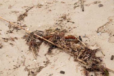 Tüm bu deniz enkazı sahile saçılmıştı. Seagrass, sazlıklar ve enik yumurtası büyük bir yığın içinde yatıyordu. Bunların hepsi küçük kahverengi kum taneleri arasında. Hepsi okyanusun gelgitleriyle karaya vurdu..