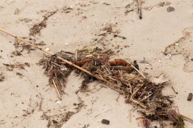 Tüm bu deniz enkazı sahile saçılmıştı. Seagrass, sazlıklar ve enik yumurtası büyük bir yığın içinde yatıyordu. Bunların hepsi küçük kahverengi kum taneleri arasında. Hepsi okyanusun gelgitleriyle karaya vurdu..
