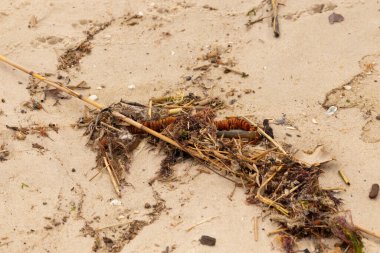 Tüm bu deniz enkazı sahile saçılmıştı. Seagrass, sazlıklar ve enik yumurtası büyük bir yığın içinde yatıyordu. Bunların hepsi küçük kahverengi kum taneleri arasında. Hepsi okyanusun gelgitleriyle karaya vurdu..