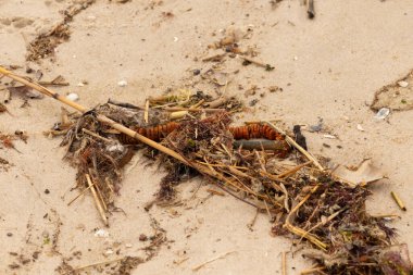 Tüm bu deniz enkazı sahile saçılmıştı. Seagrass, sazlıklar ve enik yumurtası büyük bir yığın içinde yatıyordu. Bunların hepsi küçük kahverengi kum taneleri arasında. Hepsi okyanusun gelgitleriyle karaya vurdu..
