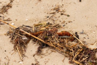 Tüm bu deniz enkazı sahile saçılmıştı. Seagrass, sazlıklar ve enik yumurtası büyük bir yığın içinde yatıyordu. Bunların hepsi küçük kahverengi kum taneleri arasında. Hepsi okyanusun gelgitleriyle karaya vurdu..