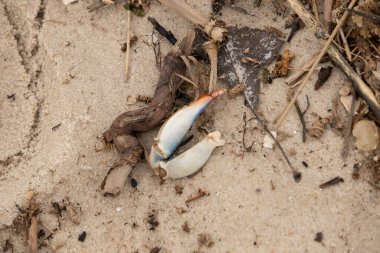 Bu resimde yengeç bacağı sahilde duruyordu. Mavi ve kırmızının tonları gerçekten kum taneciklerinin kahverengi taneciklerinden göze çarpıyor. Bacağı muhtemelen bir sahil kuşu tarafından koparılmış. Her yerde deniz enkazı vardı..