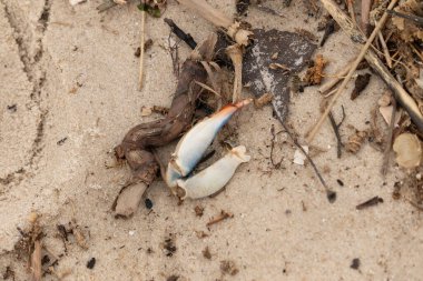 Bu resimde yengeç bacağı sahilde duruyordu. Mavi ve kırmızının tonları gerçekten kum taneciklerinin kahverengi taneciklerinden göze çarpıyor. Bacağı muhtemelen bir sahil kuşu tarafından koparılmış. Her yerde deniz enkazı vardı..