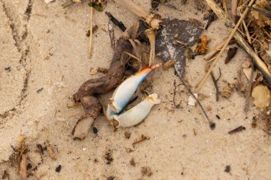 Bu resimde yengeç bacağı sahilde duruyordu. Mavi ve kırmızının tonları gerçekten kum taneciklerinin kahverengi taneciklerinden göze çarpıyor. Bacağı muhtemelen bir sahil kuşu tarafından koparılmış. Her yerde deniz enkazı vardı..