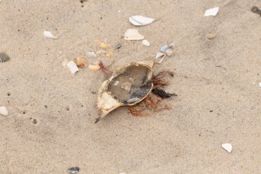 Mavi yengeç kabuğu sahilde sırt üstü yatıyordu. Parçalanmış parça kum tanelerinin içinde yatıyordu. Kabuklu deniz hayvanlarından tamamen kopmuş muhtemelen bir sahil kuşundan. Her yerde kabuk parçaları var..
