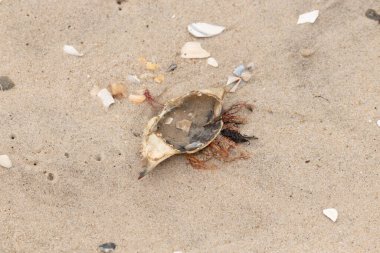 Mavi yengeç kabuğu sahilde sırt üstü yatıyordu. Parçalanmış parça kum tanelerinin içinde yatıyordu. Kabuklu deniz hayvanlarından tamamen kopmuş muhtemelen bir sahil kuşundan. Her yerde kabuk parçaları var..