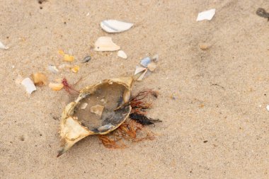 Mavi yengeç kabuğu sahilde sırt üstü yatıyordu. Parçalanmış parça kum tanelerinin içinde yatıyordu. Kabuklu deniz hayvanlarından tamamen kopmuş muhtemelen bir sahil kuşundan. Her yerde kabuk parçaları var..
