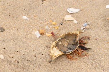 Mavi yengeç kabuğu sahilde sırt üstü yatıyordu. Parçalanmış parça kum tanelerinin içinde yatıyordu. Kabuklu deniz hayvanlarından tamamen kopmuş muhtemelen bir sahil kuşundan. Her yerde kabuk parçaları var..