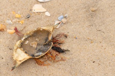 Mavi yengeç kabuğu sahilde sırt üstü yatıyordu. Parçalanmış parça kum tanelerinin içinde yatıyordu. Kabuklu deniz hayvanlarından tamamen kopmuş muhtemelen bir sahil kuşundan. Her yerde kabuk parçaları var..