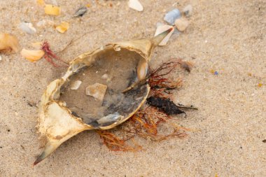 Mavi yengeç kabuğu sahilde sırt üstü yatıyordu. Parçalanmış parça kum tanelerinin içinde yatıyordu. Kabuklu deniz hayvanlarından tamamen kopmuş muhtemelen bir sahil kuşundan. Her yerde kabuk parçaları var..