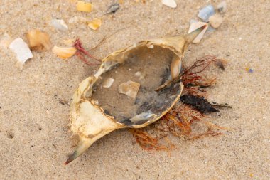 Mavi yengeç kabuğu sahilde sırt üstü yatıyordu. Parçalanmış parça kum tanelerinin içinde yatıyordu. Kabuklu deniz hayvanlarından tamamen kopmuş muhtemelen bir sahil kuşundan. Her yerde kabuk parçaları var..