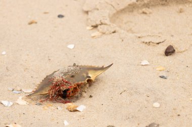 Bu mavi yengeç kabuğu sahilde duruyordu. Kahverengi kum taneleri her yerde. Bir parça kırmızı deniz yosunu okyanus dalgaları tarafından kabuğun üzerine saçılmıştı..