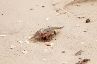 Bu mavi yengeç kabuğu sahilde duruyordu. Kahverengi kum taneleri her yerde. Bir parça kırmızı deniz yosunu okyanus dalgaları tarafından kabuğun üzerine saçılmıştı..