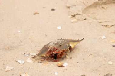 Bu mavi yengeç kabuğu sahilde duruyordu. Kahverengi kum taneleri her yerde. Bir parça kırmızı deniz yosunu okyanus dalgaları tarafından kabuğun üzerine saçılmıştı..