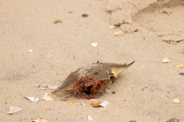 Bu mavi yengeç kabuğu sahilde duruyordu. Kahverengi kum taneleri her yerde. Bir parça kırmızı deniz yosunu okyanus dalgaları tarafından kabuğun üzerine saçılmıştı..