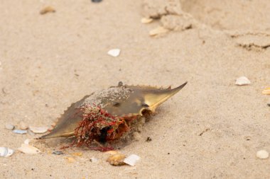 Bu mavi yengeç kabuğu sahilde duruyordu. Kahverengi kum taneleri her yerde. Bir parça kırmızı deniz yosunu okyanus dalgaları tarafından kabuğun üzerine saçılmıştı..