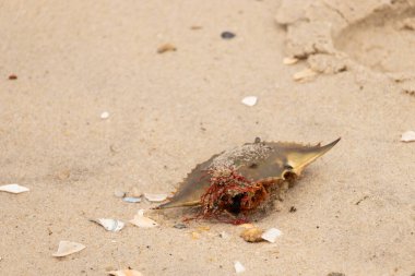 Bu mavi yengeç kabuğu sahilde duruyordu. Kahverengi kum taneleri her yerde. Bir parça kırmızı deniz yosunu okyanus dalgaları tarafından kabuğun üzerine saçılmıştı..