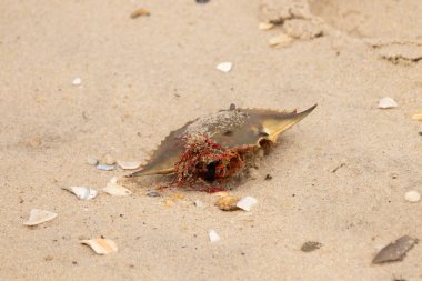 Bu mavi yengeç kabuğu sahilde duruyordu. Kahverengi kum taneleri her yerde. Bir parça kırmızı deniz yosunu okyanus dalgaları tarafından kabuğun üzerine saçılmıştı..