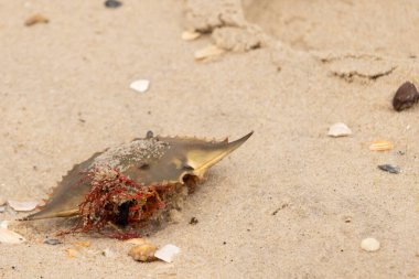 Bu mavi yengeç kabuğu sahilde duruyordu. Kahverengi kum taneleri her yerde. Bir parça kırmızı deniz yosunu okyanus dalgaları tarafından kabuğun üzerine saçılmıştı..