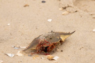 Bu mavi yengeç kabuğu sahilde duruyordu. Kahverengi kum taneleri her yerde. Bir parça kırmızı deniz yosunu okyanus dalgaları tarafından kabuğun üzerine saçılmıştı..