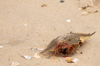Bu mavi yengeç kabuğu sahilde duruyordu. Kahverengi kum taneleri her yerde. Bir parça kırmızı deniz yosunu okyanus dalgaları tarafından kabuğun üzerine saçılmıştı..