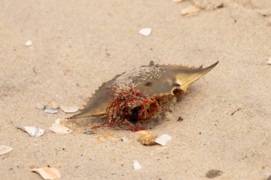 Bu mavi yengeç kabuğu sahilde duruyordu. Kahverengi kum taneleri her yerde. Bir parça kırmızı deniz yosunu okyanus dalgaları tarafından kabuğun üzerine saçılmıştı..
